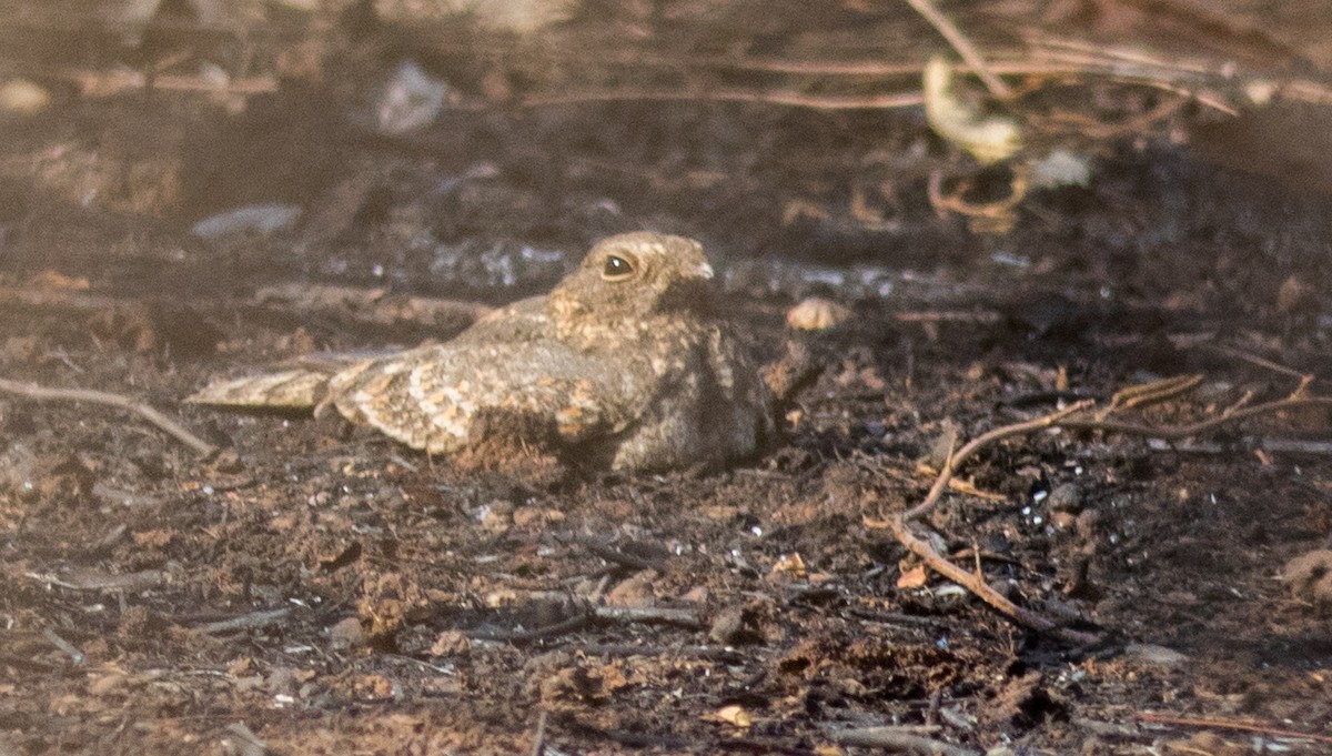 Engoulevent affin - ML91250831