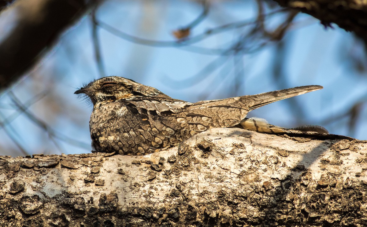 Jungle Nightjar - ML91250851