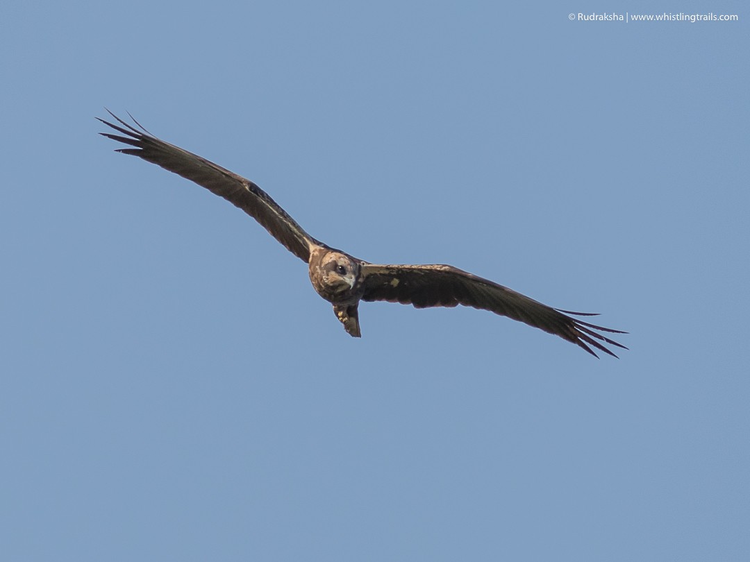 Western Marsh Harrier - ML91251451