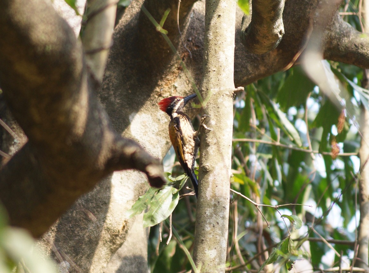 Greater/Common Flameback - Sony George