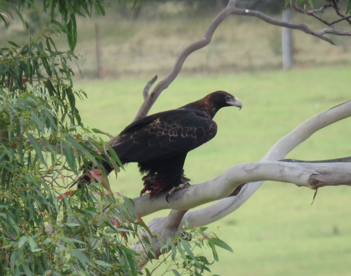 Wedge-tailed Eagle - ML91252391