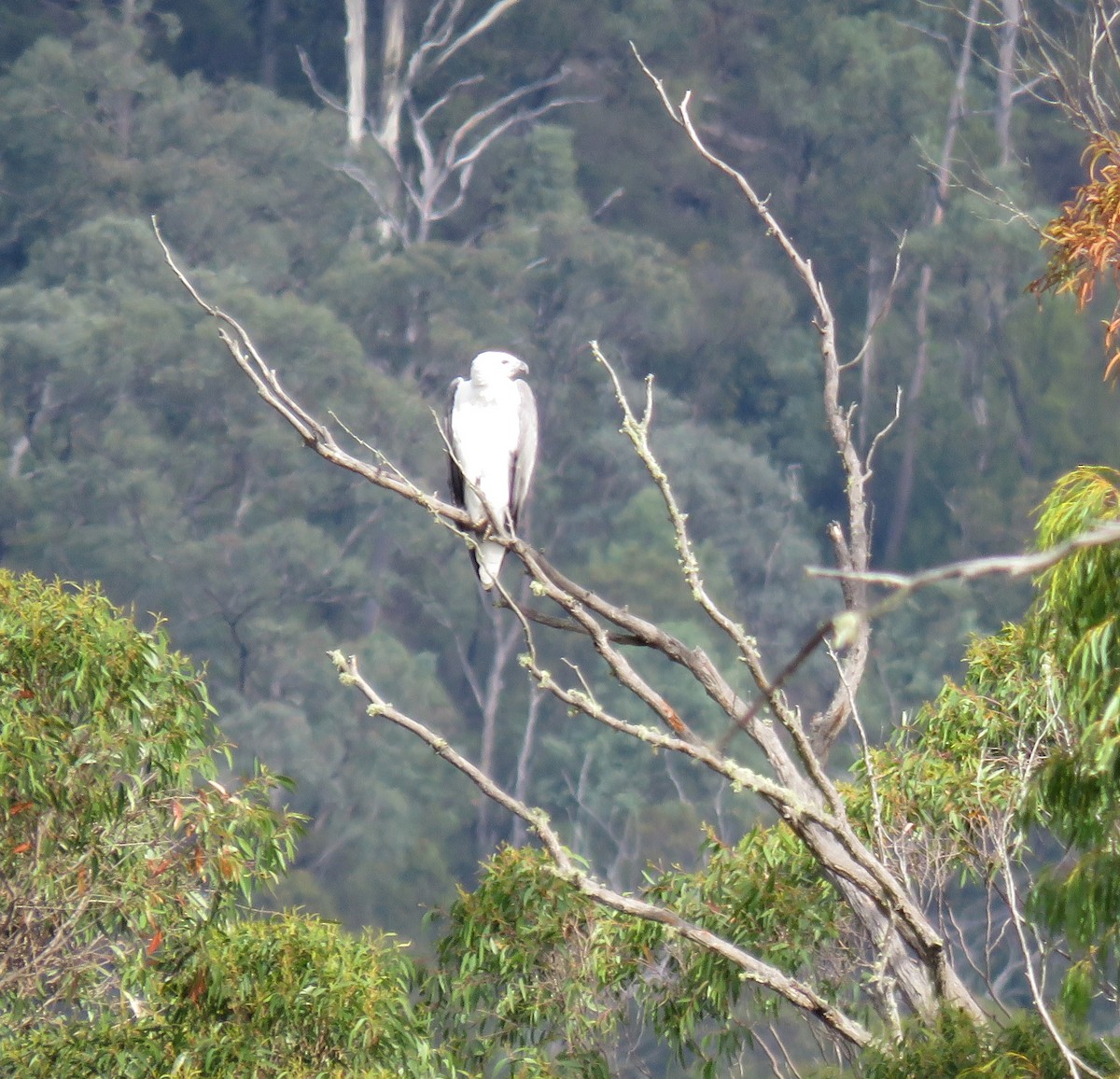 White-bellied Sea-Eagle - ML91252431