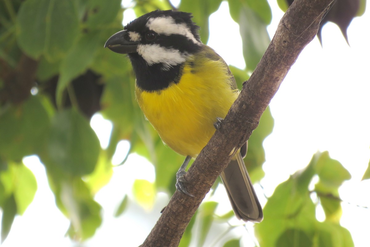 Eastern Shrike-tit - ML91252471