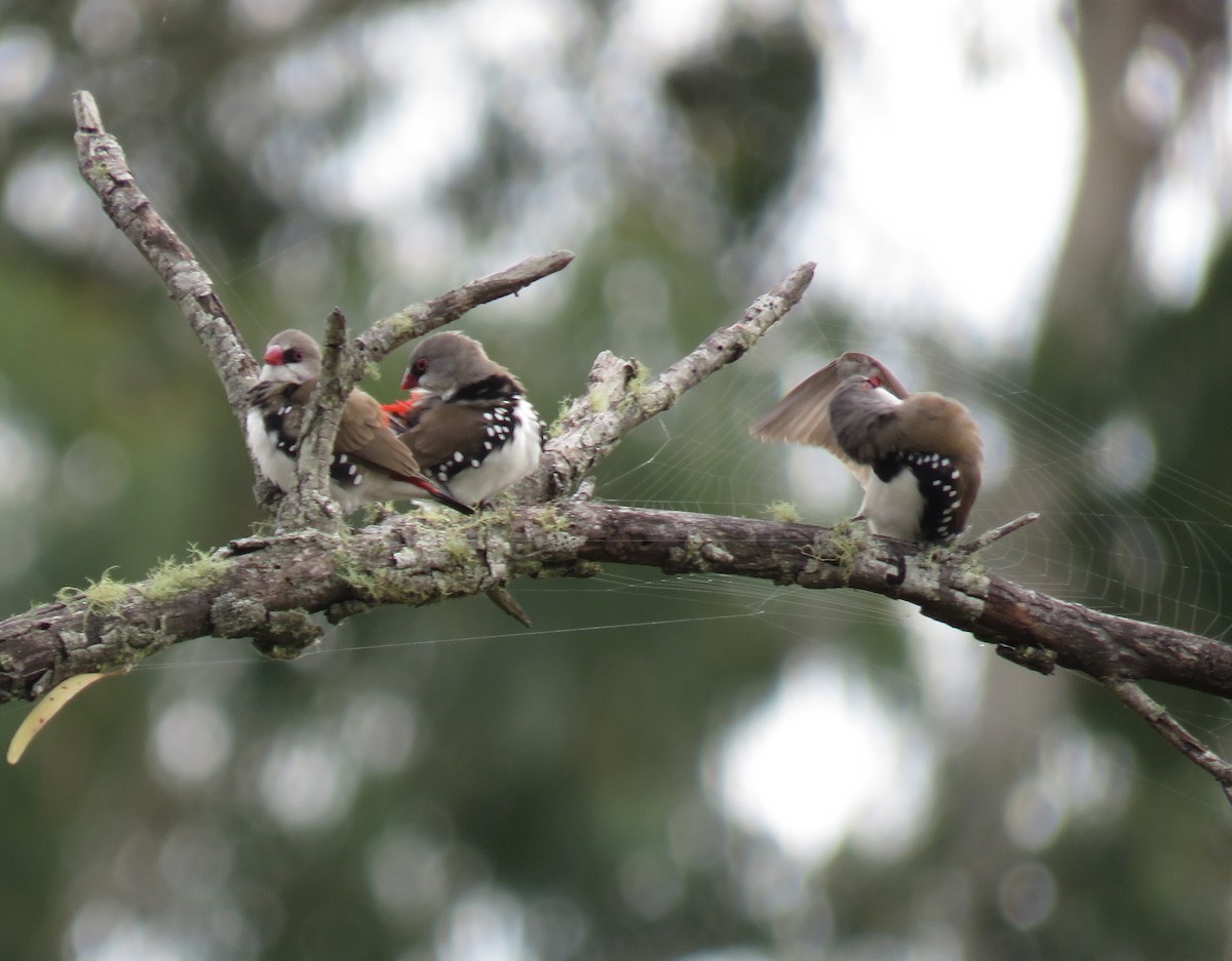 Diamond Firetail - ML91252581