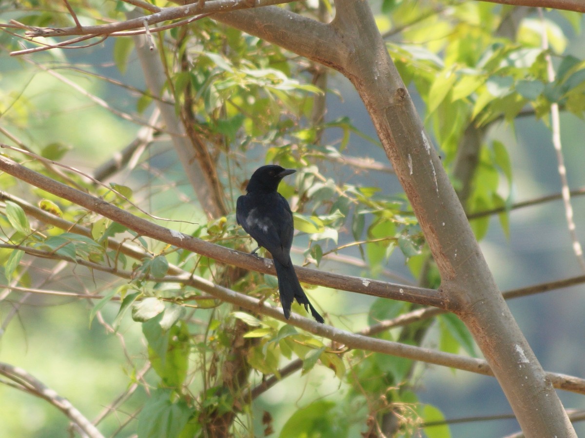 Black Drongo - Sony George