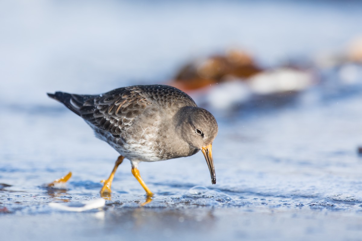 Purple Sandpiper - ML91253851