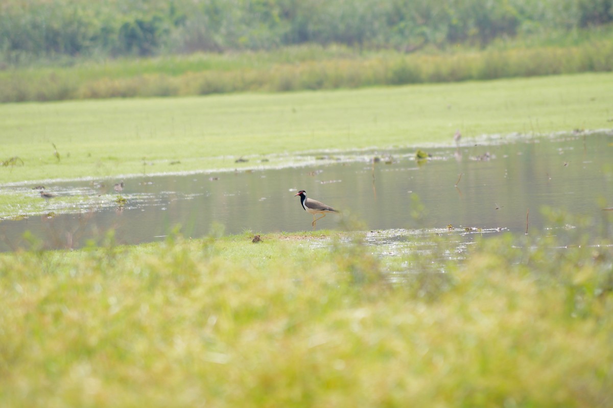Red-wattled Lapwing - Sony George