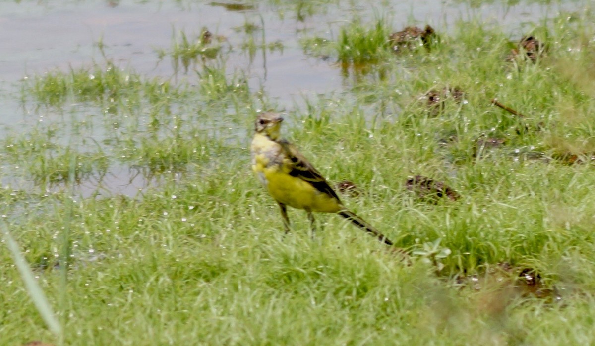 Western Yellow Wagtail - Sony George