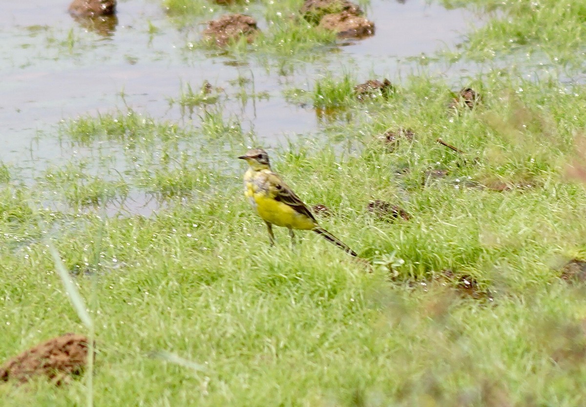 Western Yellow Wagtail - Sony George