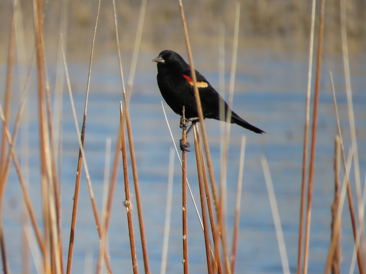 Red-winged Blackbird - ML91255241