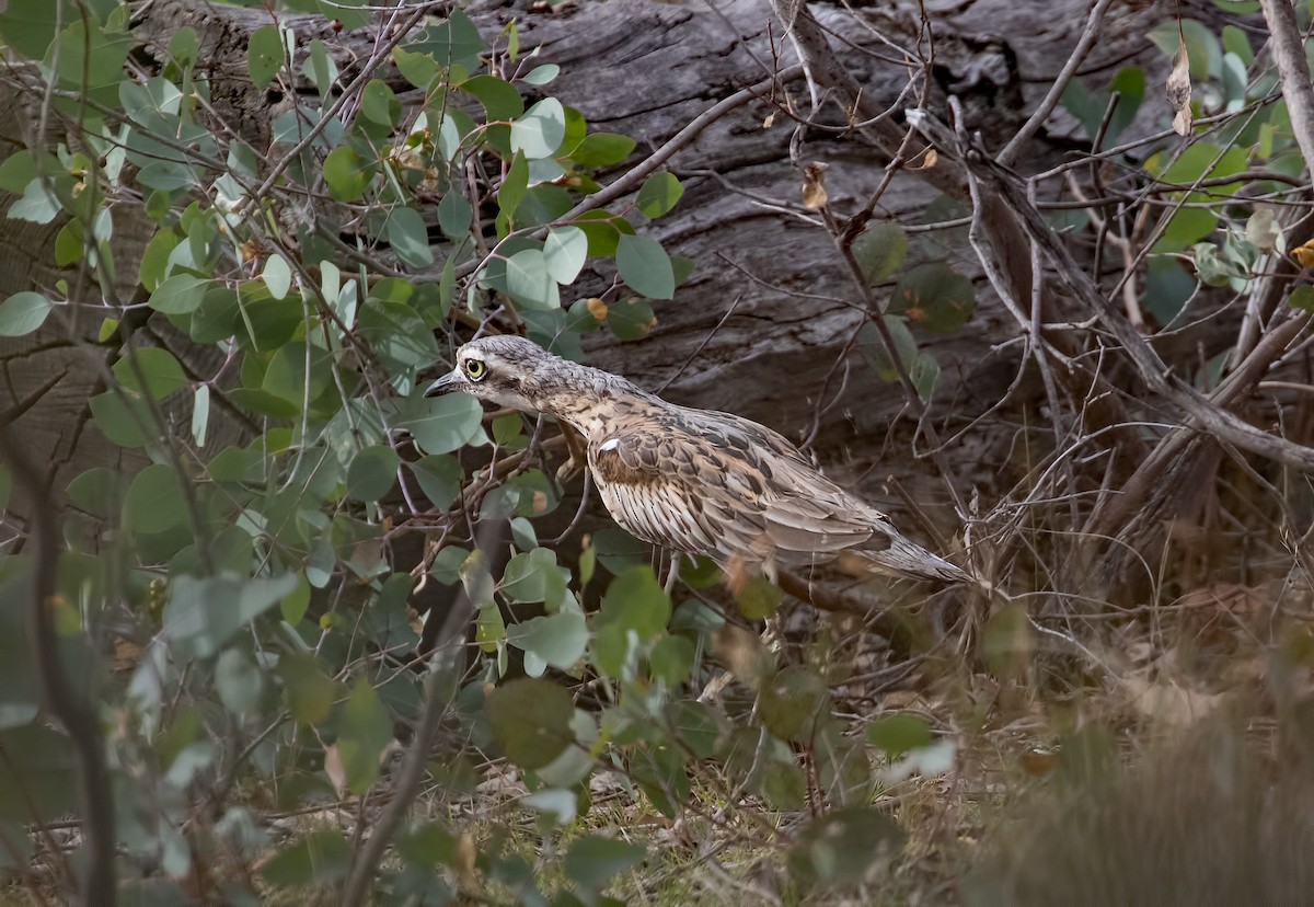 Bush Thick-knee - Julie Clark