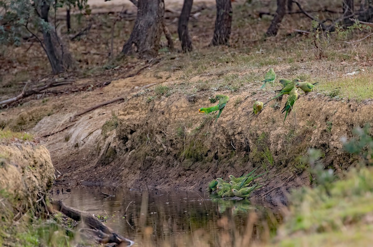 Superb Parrot - ML91256101