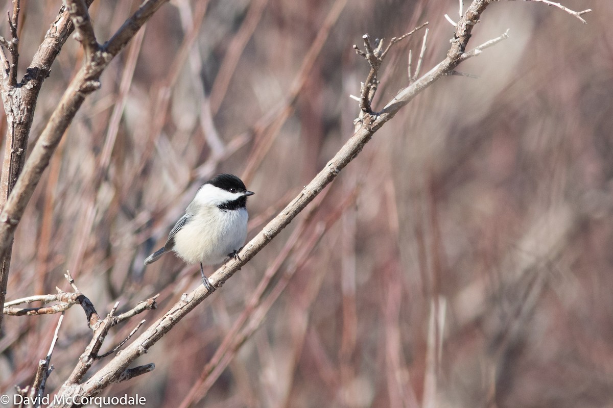 eBird Checklist - 21 Mar 2018 - Point Aconi - 12 species