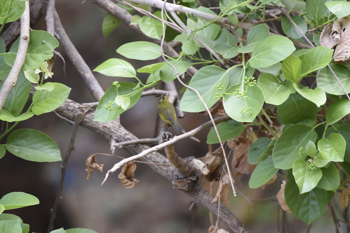 Mosquitero de Burke - ML91256951