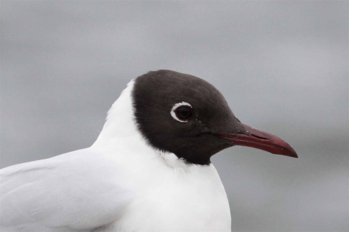 Black-headed Gull - Salih MALAKCIOGLU