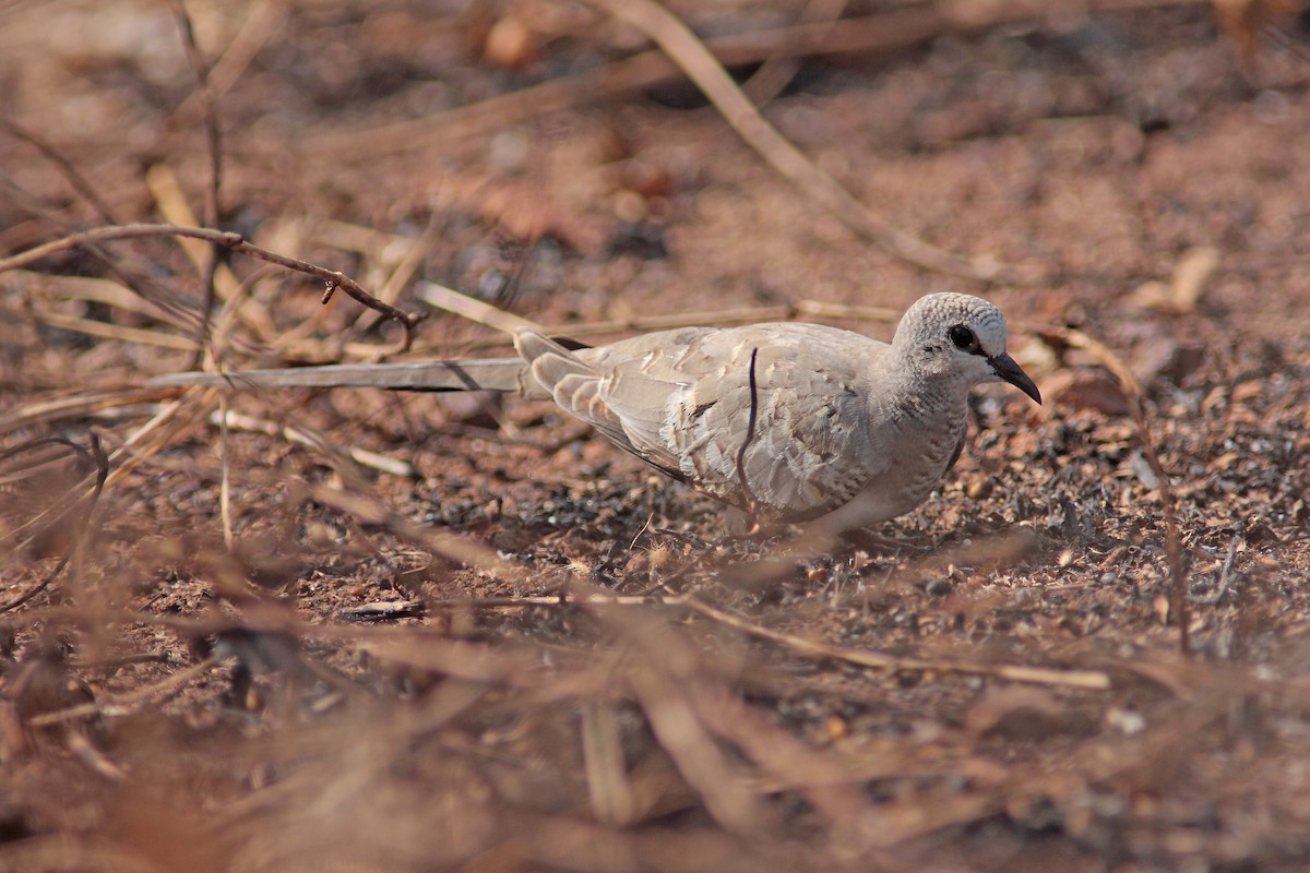 Namaqua Dove - ML91258031