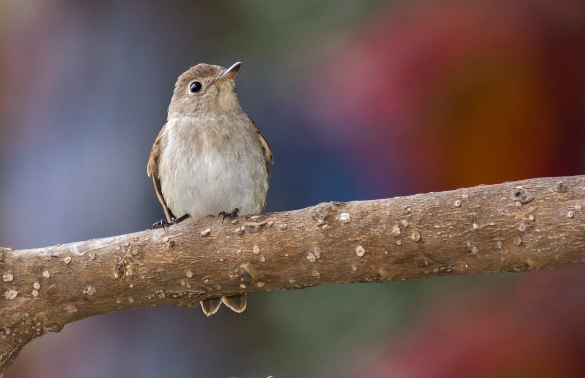 Asian Brown Flycatcher - abhishek ravindra