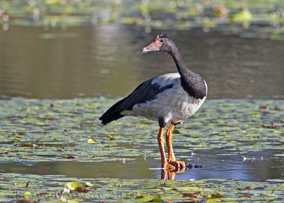 Magpie Goose - ML91260321