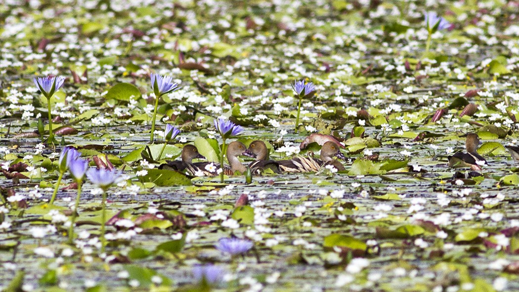 Plumed Whistling-Duck - ML91260351