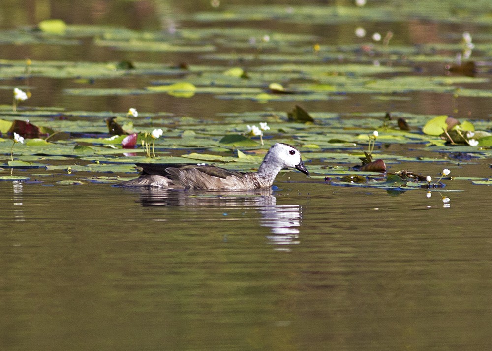 Cotton Pygmy-Goose - ML91260571