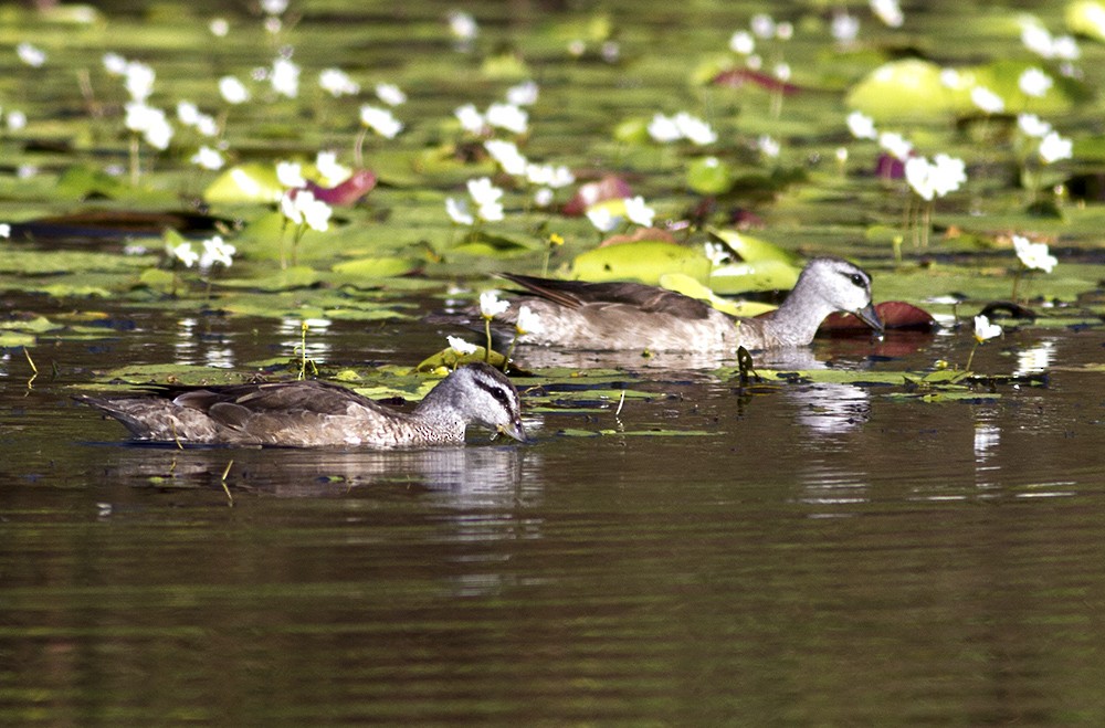 Cotton Pygmy-Goose - ML91260591