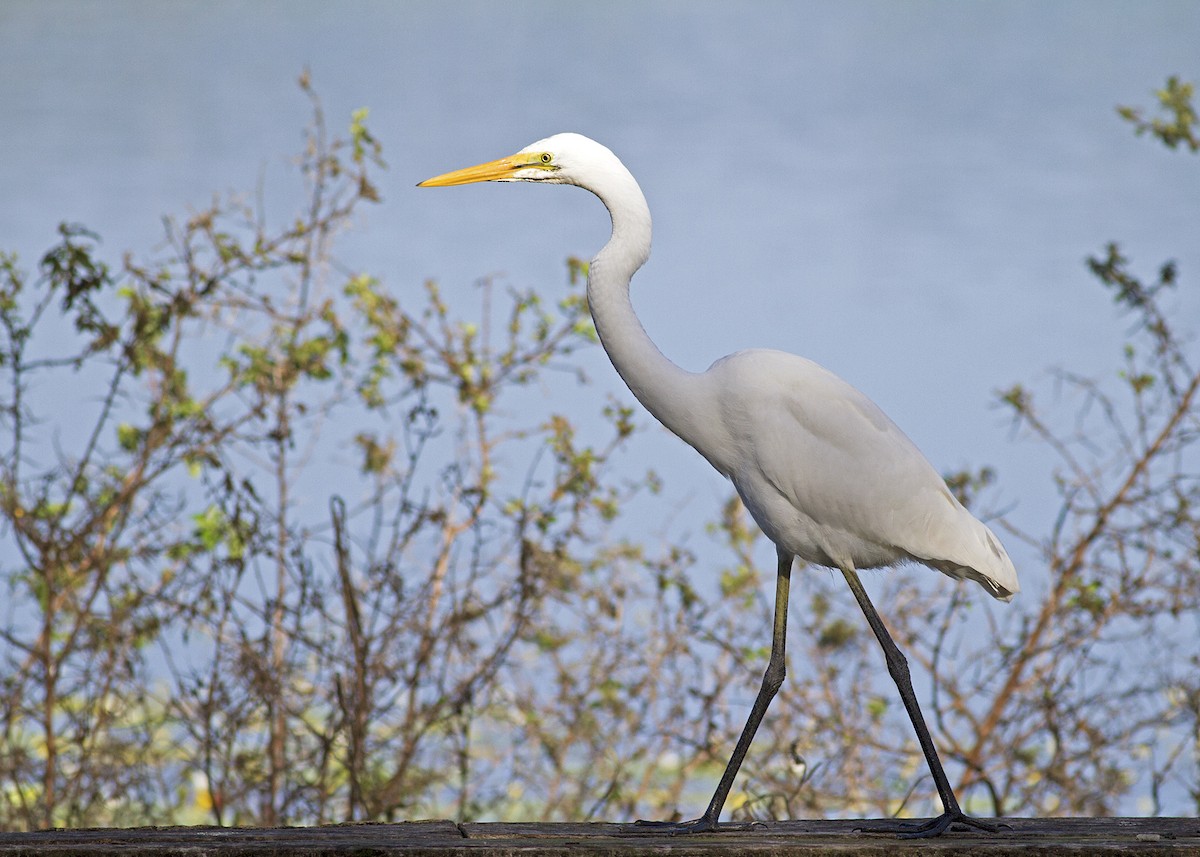 Great Egret - ML91260711