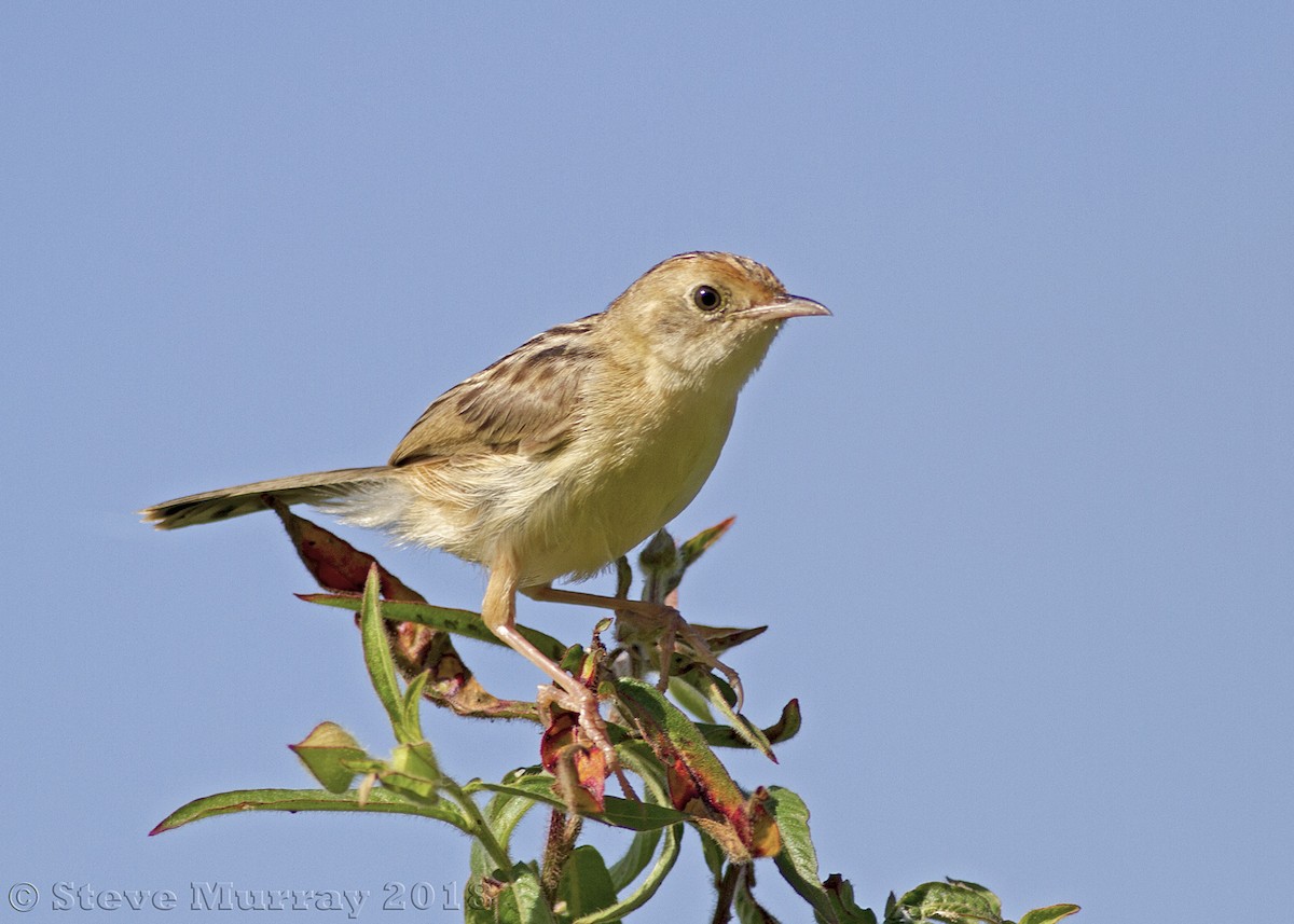 Golden-headed Cisticola - ML91261081