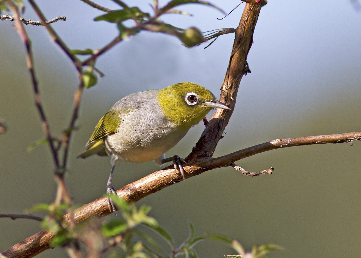 Silvereye - ML91261131