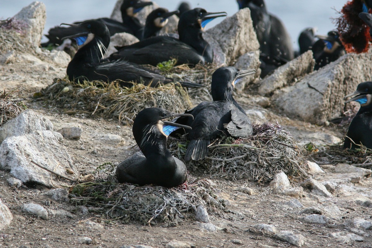 Brandt's Cormorant - ML91262431