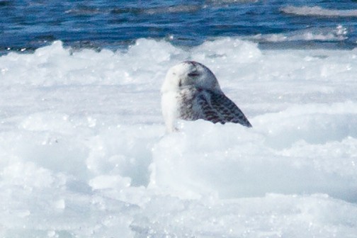 Snowy Owl - ML91262481