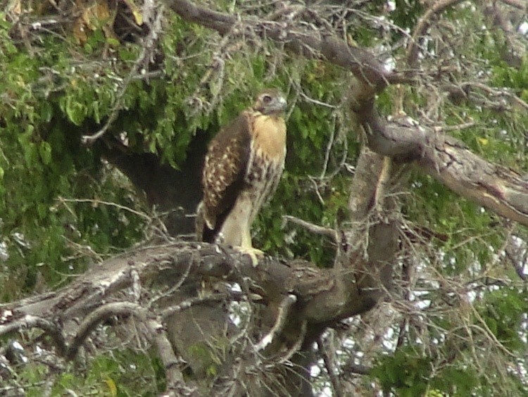 Red-tailed Hawk (calurus/alascensis) - ML91262601