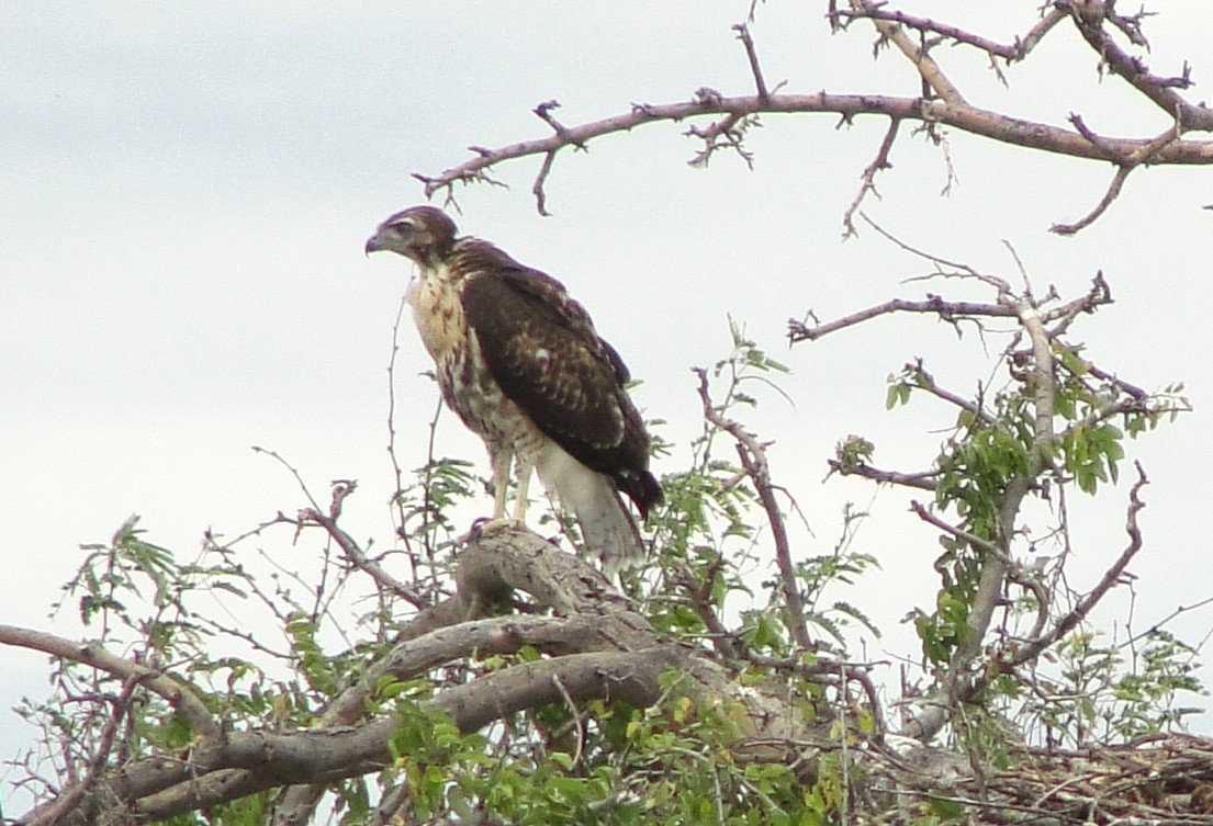 Red-tailed Hawk (calurus/alascensis) - ML91262611