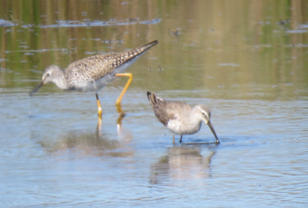 Stilt Sandpiper - David Muth