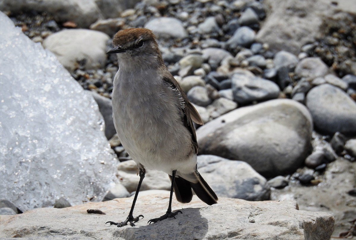 White-browed Ground-Tyrant - ML91263151