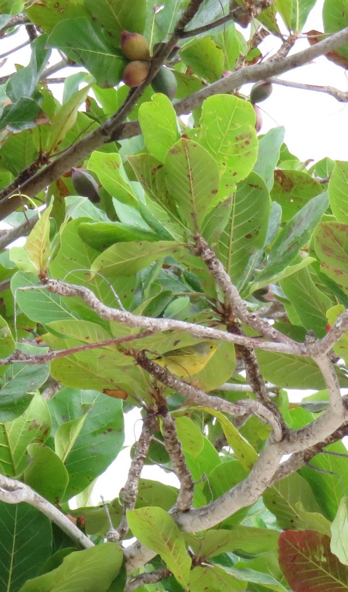 Yellow Warbler - ML91263441