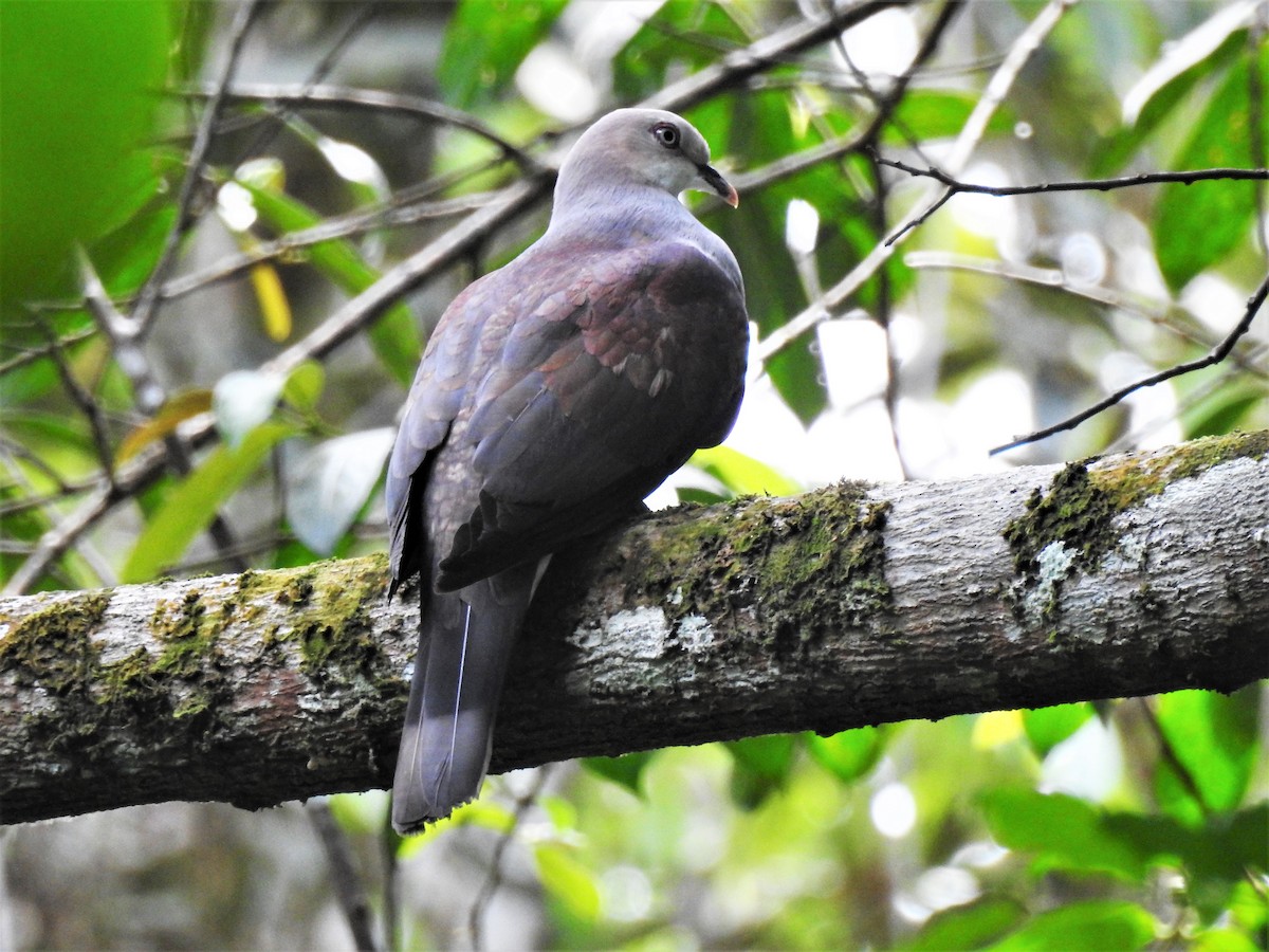 Mountain Imperial-Pigeon - ML91265691
