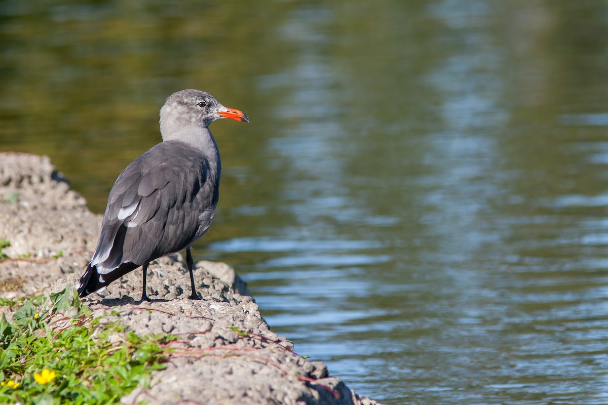 Gaviota Mexicana - ML91266491