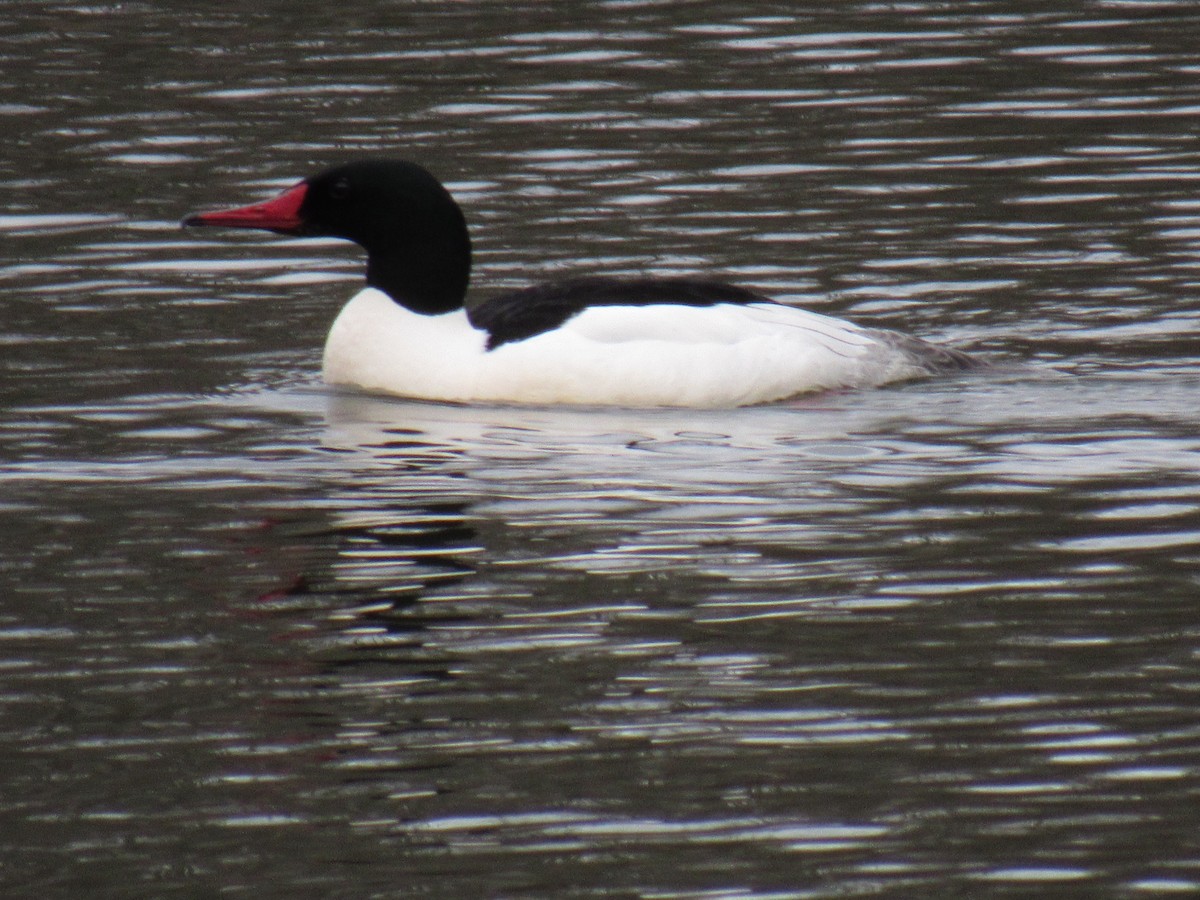 Common Merganser - ML91266511
