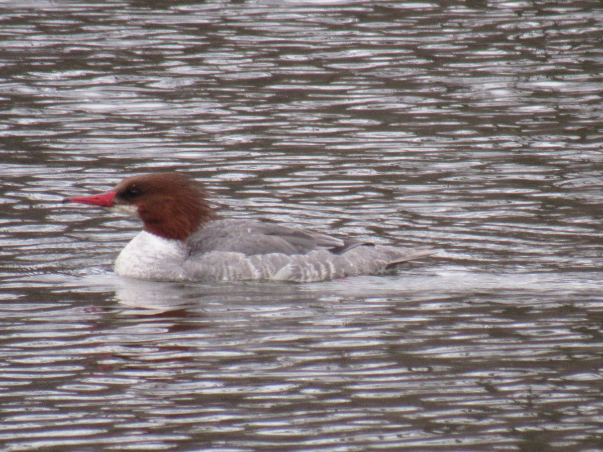 Common Merganser - ML91266521