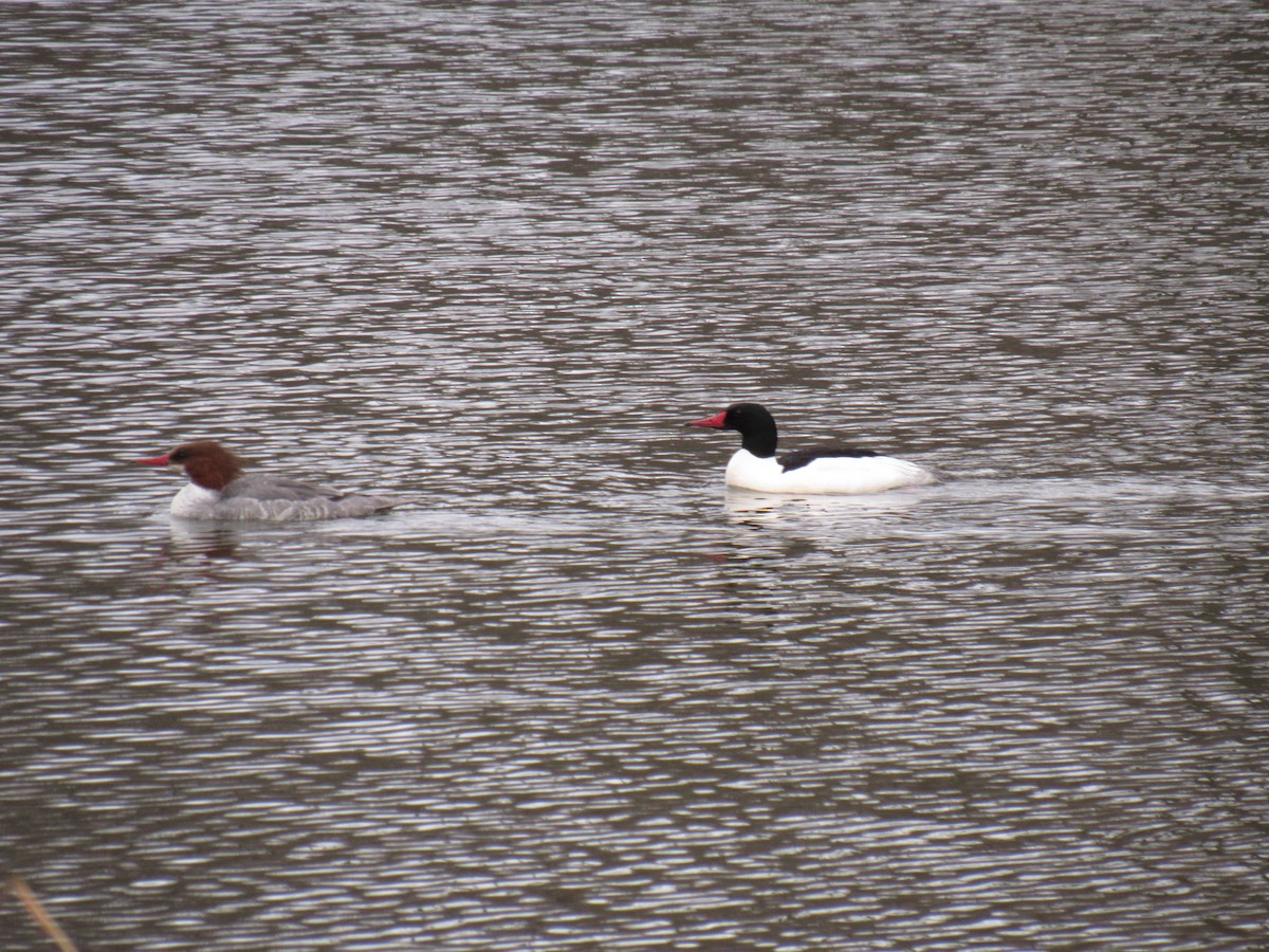 Common Merganser - ML91266531