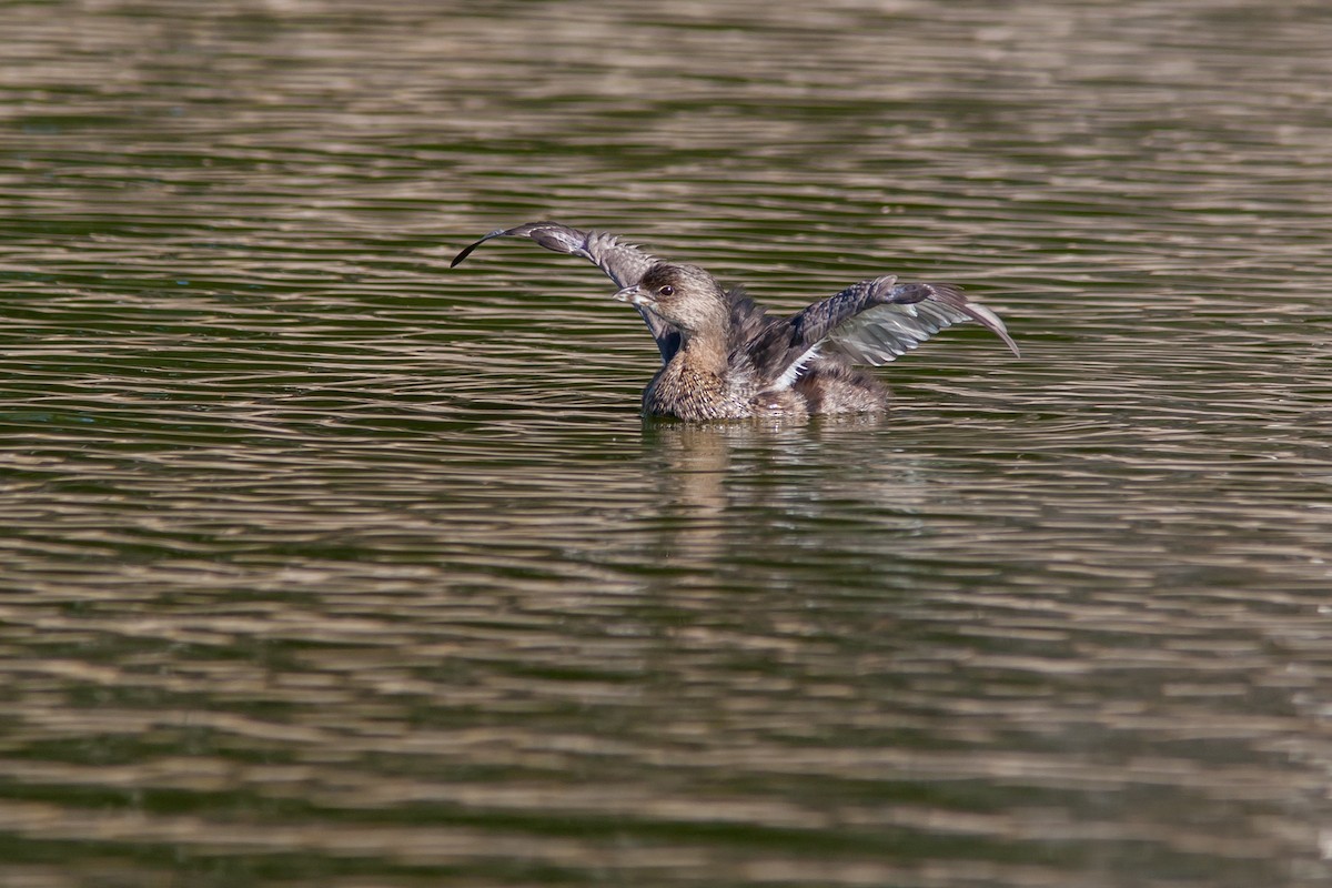 Pied-billed Grebe - ML91267131