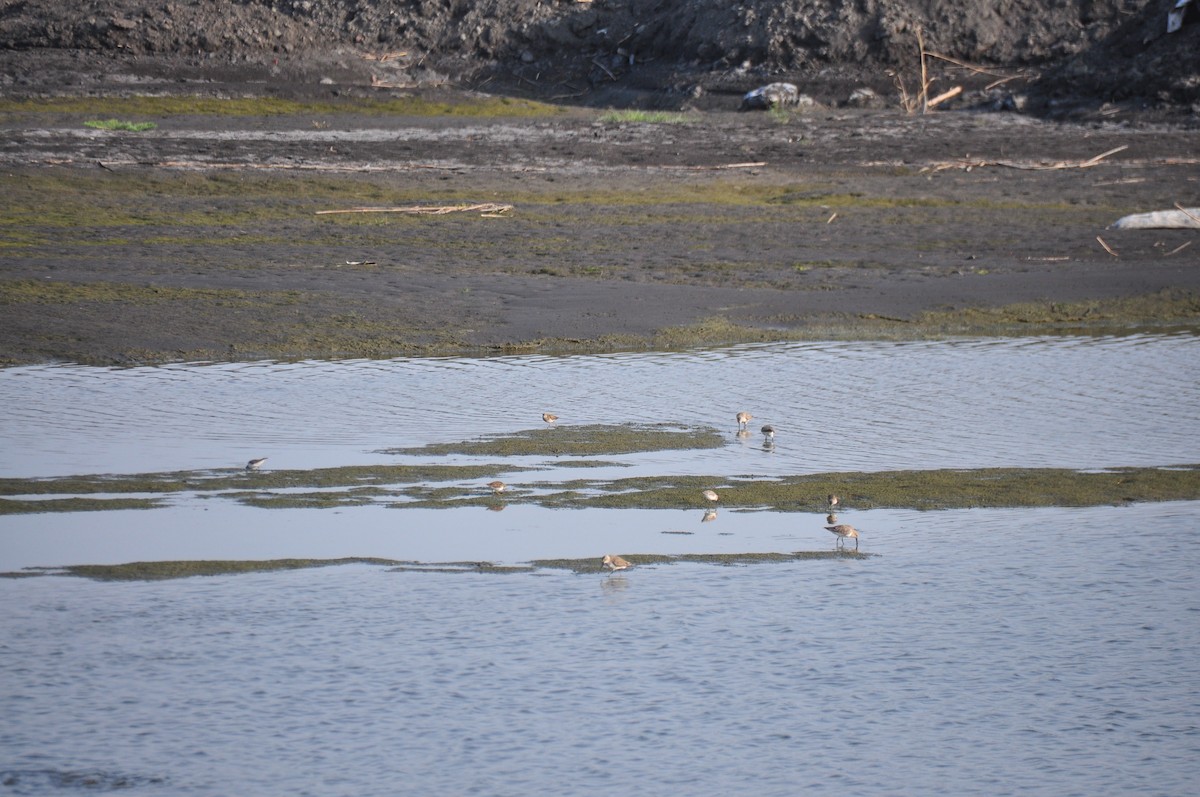 Dunlin - Kun-Hui  Lin