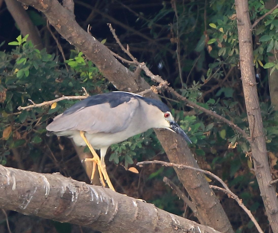 Black-crowned Night Heron - ML91268411