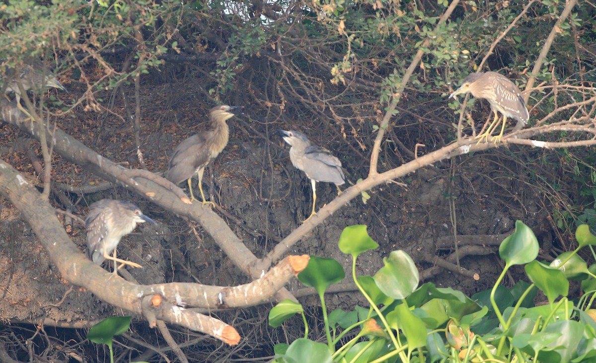 Black-crowned Night Heron - ML91268421