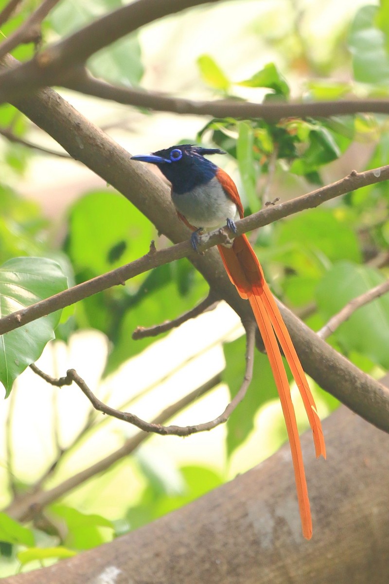 Indian Paradise-Flycatcher - ML91268571