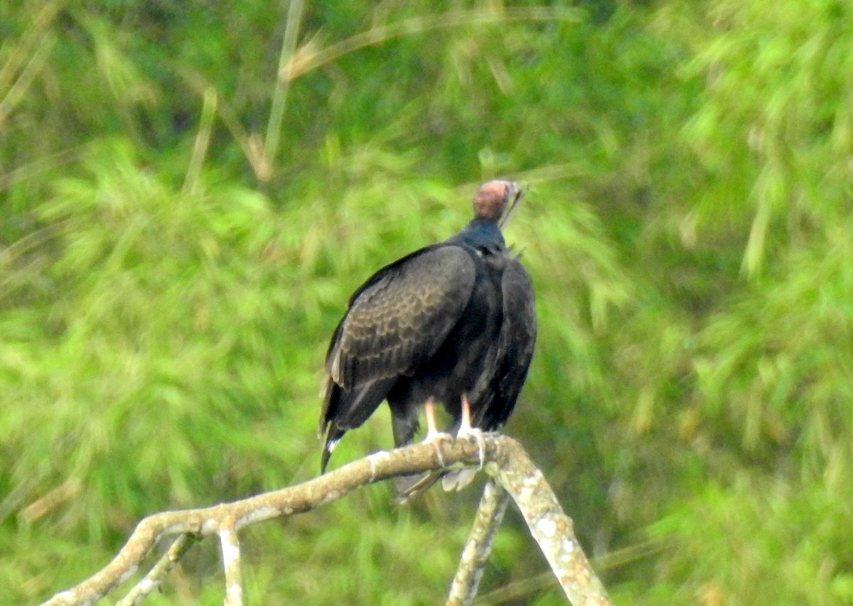 Turkey Vulture - ML91268611