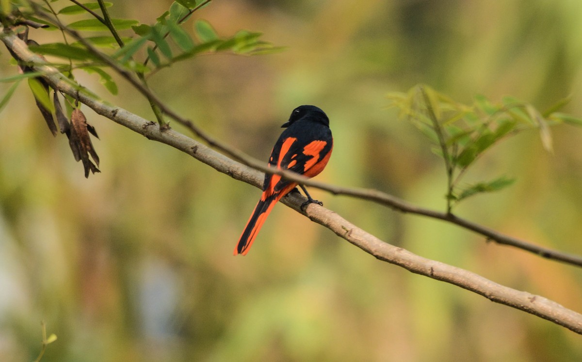 Scarlet Minivet - Jitendra Sarmah