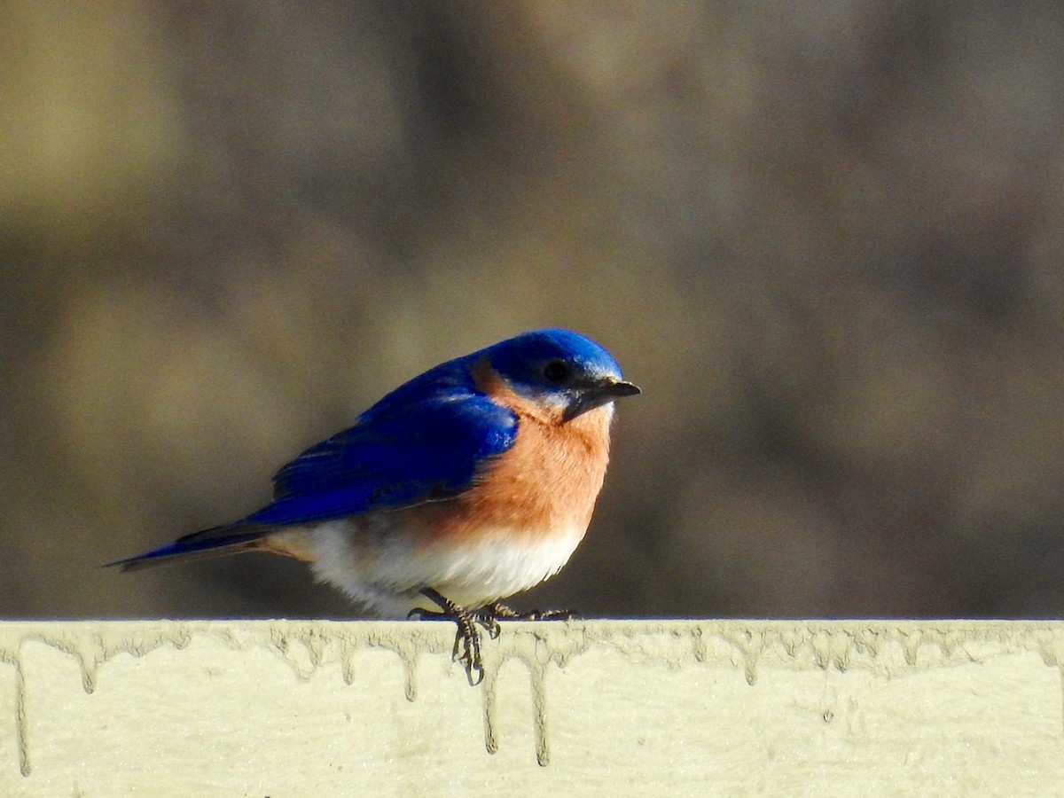 Eastern Bluebird - Gustino Lanese