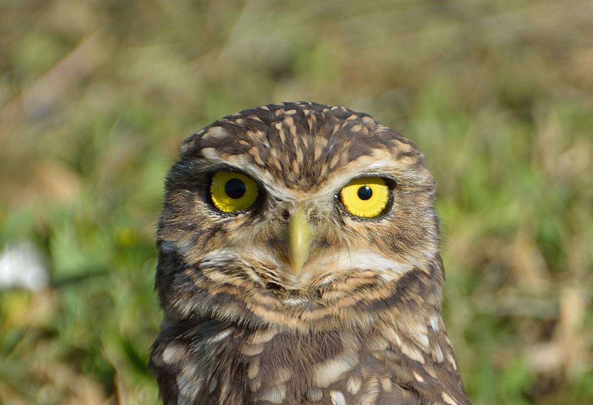 Burrowing Owl - ML91270651