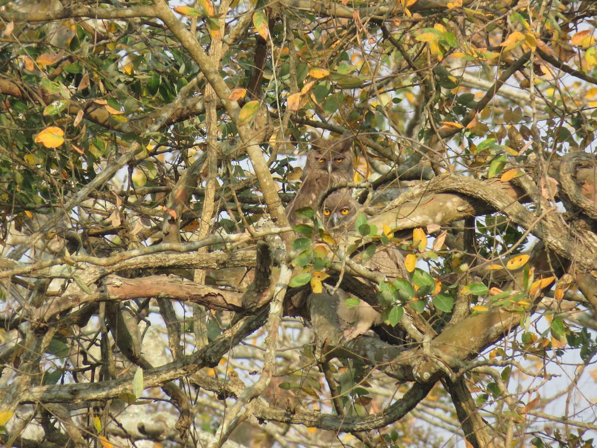 Dusky Eagle-Owl - Pallab Prakash Saikia